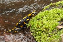 Feuersalamander
